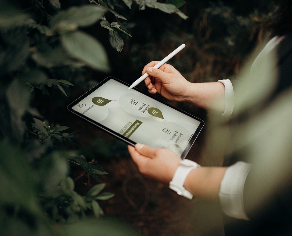 Peppermint - Gouvernance - Ipad A person uses a stylus on a tablet displaying governance-related content amidst lush peppermint plants.