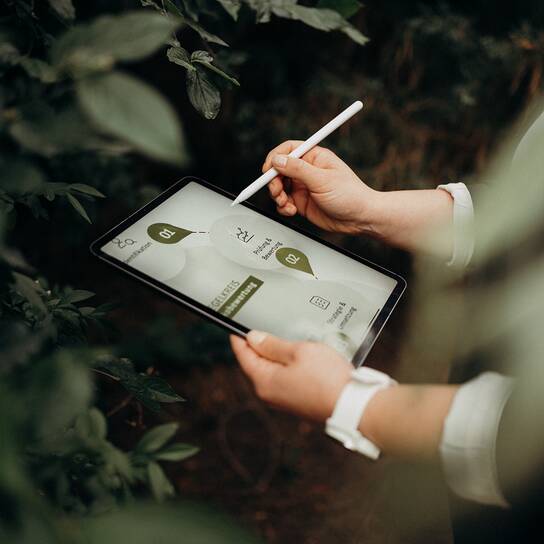 Peppermint - Gouvernance - Ipad A person uses a stylus on a tablet displaying governance-related content amidst lush peppermint plants.